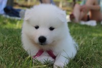 Dog Images