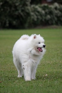 Dog Images