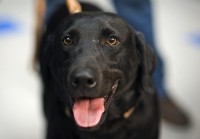 Dog Images