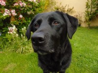 Dog Images